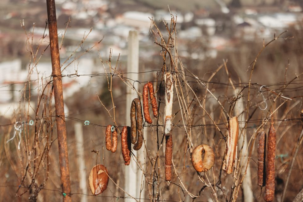 U SUBOTU 24. SIJEČNJA Vincelovo na Požeškoj gori, u vinogradu obitelji Paus