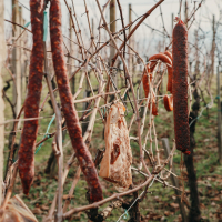 621590636_1207054031560192_396051263577928492_n